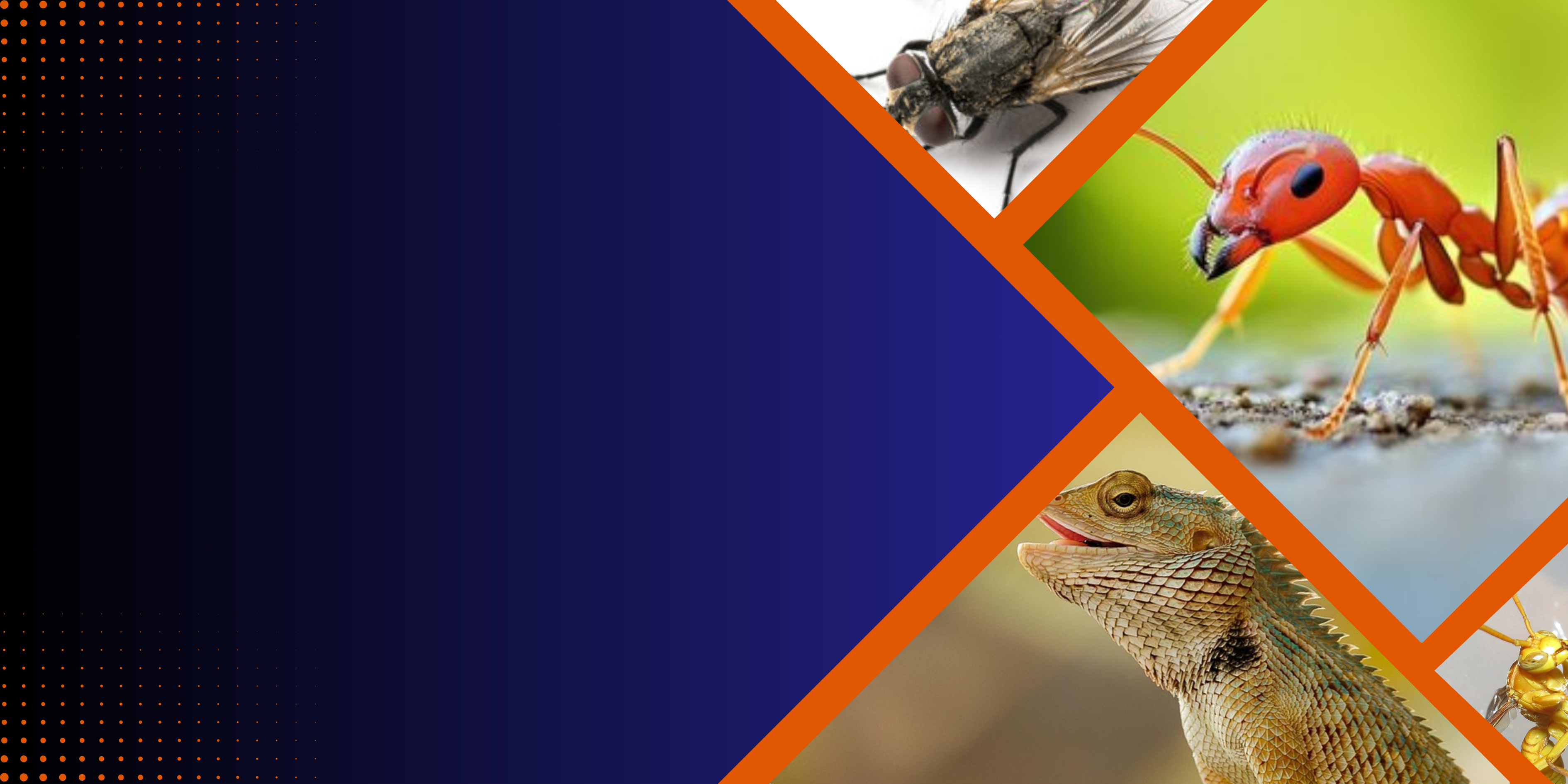 Safe & Reliable Pest Control Solutions