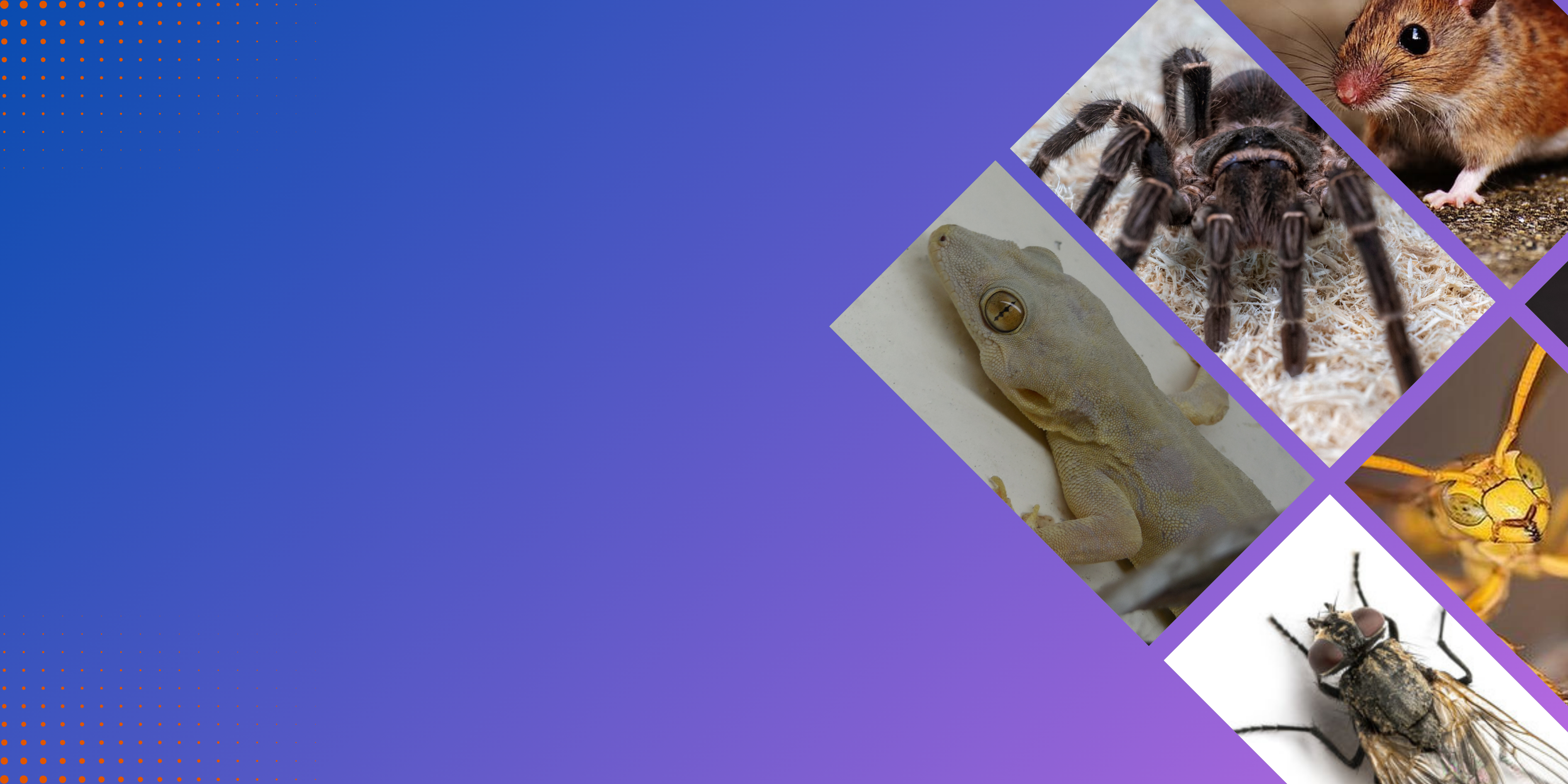 Affordable Pest Control for Every Property