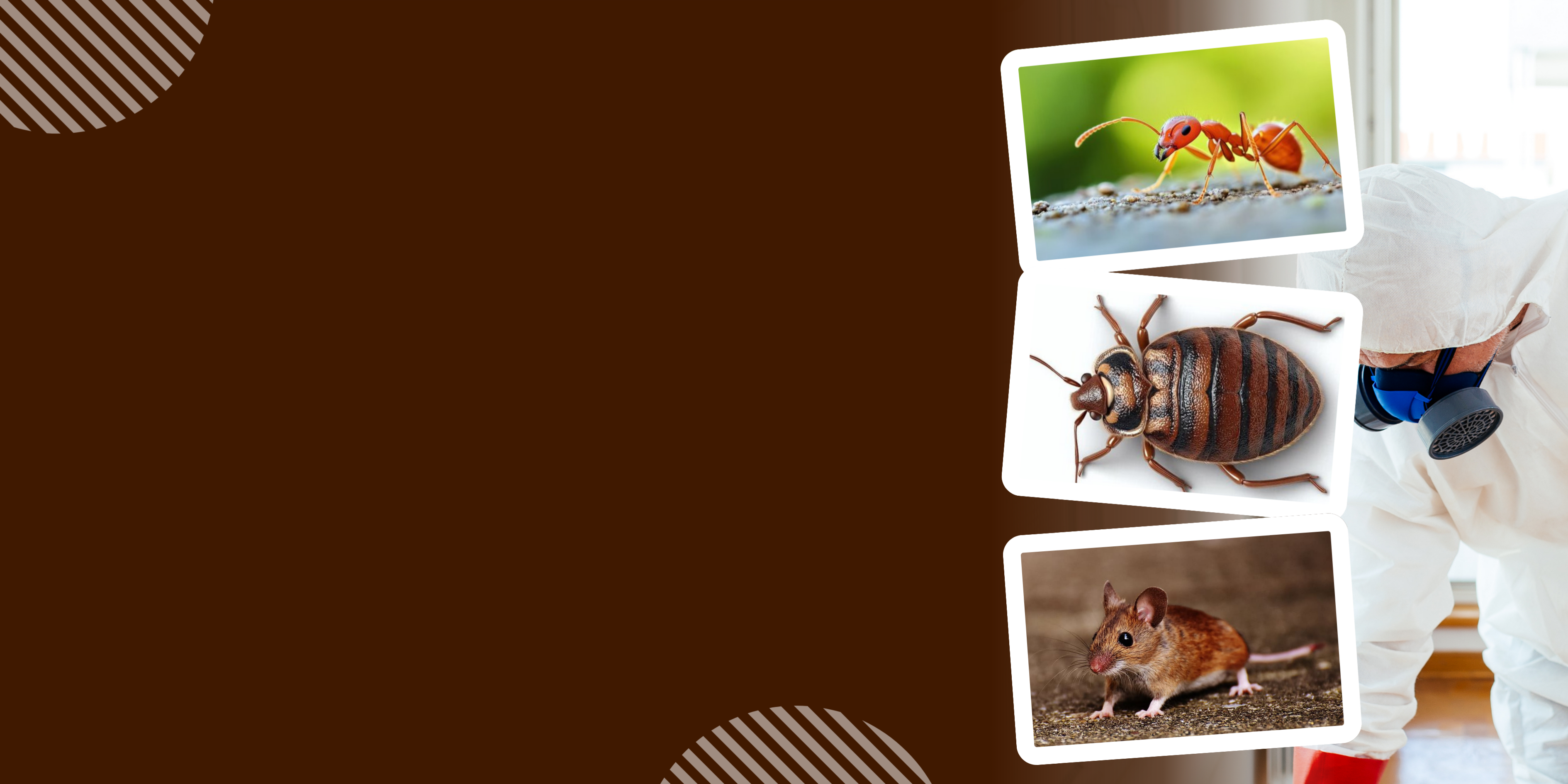 Protect Your Property From Termite Damages